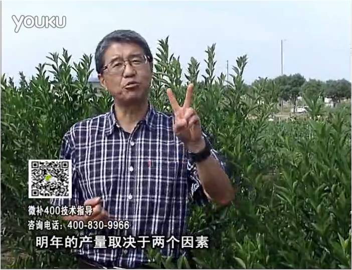 20161205珠江臺(tái)搖錢樹(shù)：柑橘噴施微補(bǔ)花力+碧力、下因迪樂(lè)有機(jī)肥，促花恢復(fù)長(zhǎng)勢(shì)好