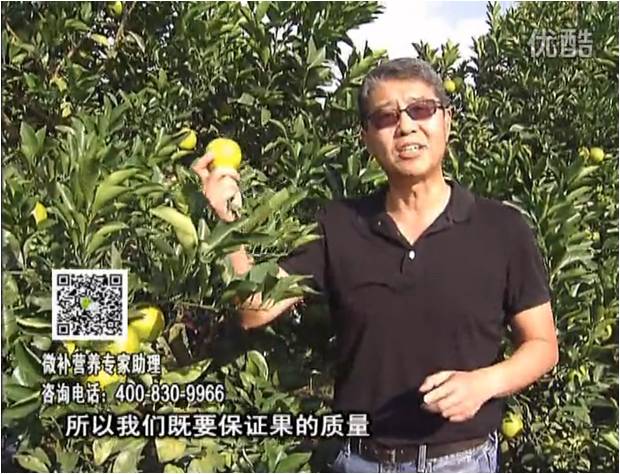20161212珠江臺(tái)搖錢樹(shù)：紅江橙淋微補(bǔ)根力鈣+沖力，噴紅果力，樹(shù)勢(shì)壯，果品質(zhì)好