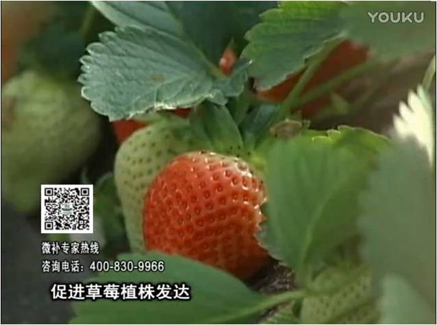 20161219珠江臺搖錢樹：草莓如何壯長、果大品質(zhì)高？