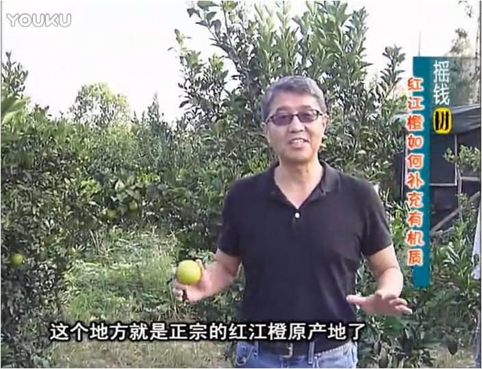 20161219珠江臺(tái)搖錢樹(shù)：紅江橙用微補(bǔ)方案，裂果少、樹(shù)勢(shì)好