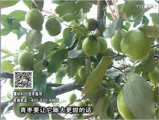 20161226珠江臺搖錢樹：青棗用微補方案，健壯長勢，提高來花坐果