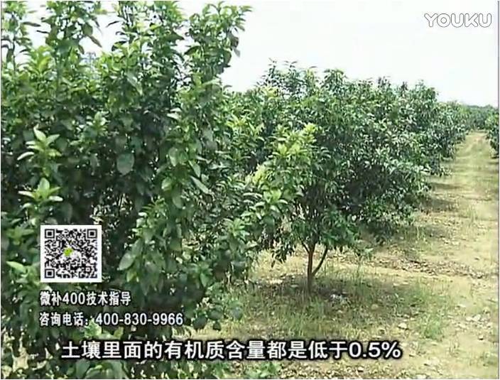 20161226珠江臺(tái)搖錢樹(shù)：柑橘噴微補(bǔ)蓋力防霜凍果、采后促花恢復(fù)樹(shù)勢(shì)撒微補(bǔ)倍力+有機(jī)肥