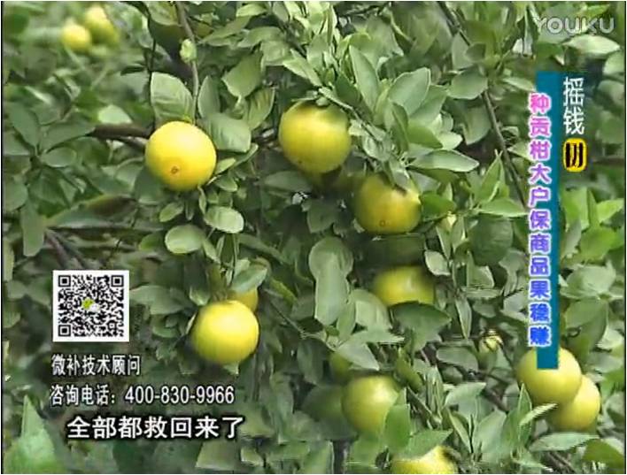 20170102珠江臺(tái)搖錢樹(shù)：柑橘噴微補(bǔ)蓋力防凍抗凍，采后冬肥下微補(bǔ)倍力+有機(jī)肥