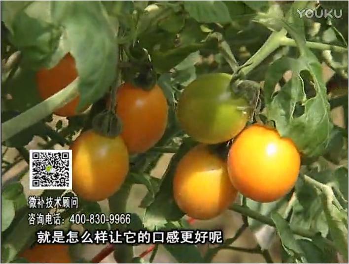 20170102珠江臺(tái)搖錢(qián)樹(shù)：番茄臍腐病、裂果、抗凍如何做？澆施微補(bǔ)根力鈣+精力，葉噴微補(bǔ)葉面肥