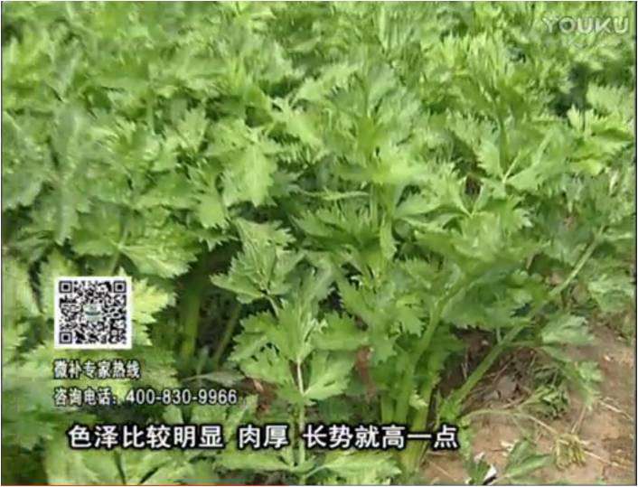 20170109珠江臺(tái)搖錢(qián)樹(shù)：葉菜如何種？長(zhǎng)勢(shì)好又高產(chǎn)！