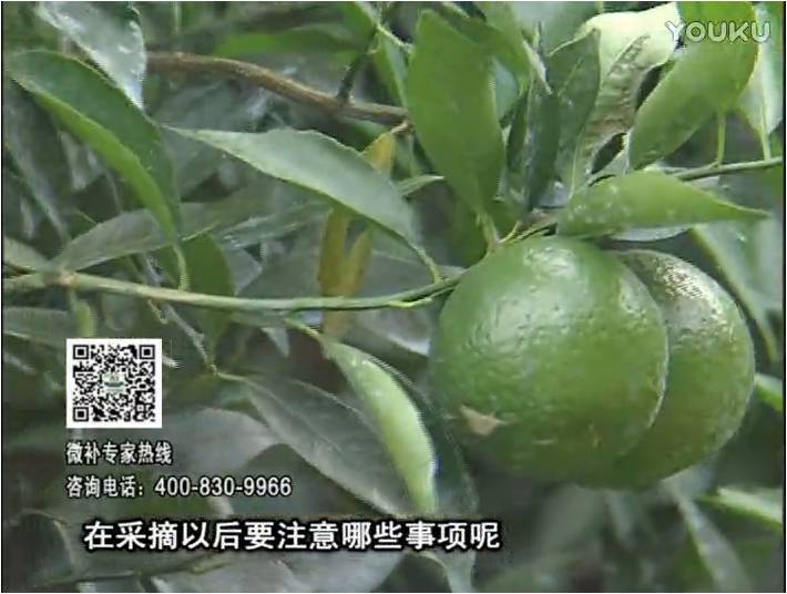 20170109珠江臺(tái)搖錢樹(shù)：新會(huì)柑用微補(bǔ)方案，保樹(shù)好，果品質(zhì)高，年年有收獲