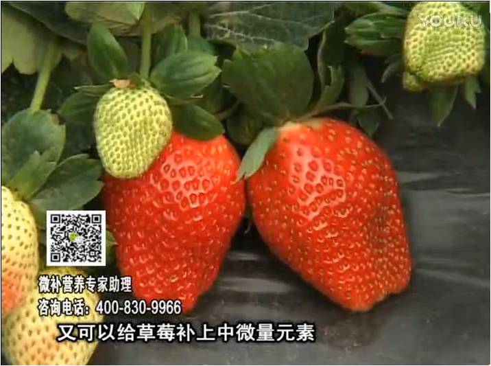 20170123珠江臺搖錢樹：草莓用微補方案，促根苗壯、開花坐果好