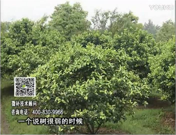 20170206珠江臺(tái)搖錢樹(shù)：柑橘用微補(bǔ)方案，壯樹(shù)促花壯花好