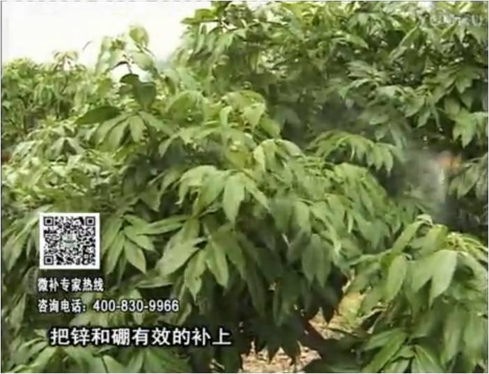 20170213珠江臺(tái)搖錢(qián)樹(shù)：荔枝噴施微補(bǔ)花力+硼力，補(bǔ)充鋅硼健壯來(lái)花