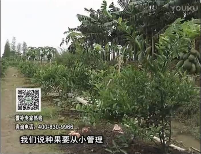 20170213珠江臺(tái)搖錢樹(shù)：柑橘小樹(shù)用微補(bǔ)方案，促根保樹(shù)好