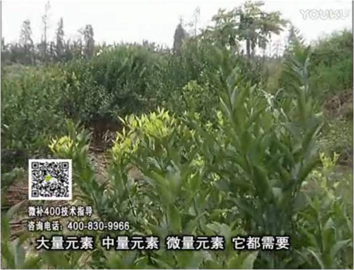 珠江臺(tái)搖錢樹(shù)：柑橘噴施微補(bǔ)花力+硼力，補(bǔ)充鋅硼健壯來(lái)花，利坐果