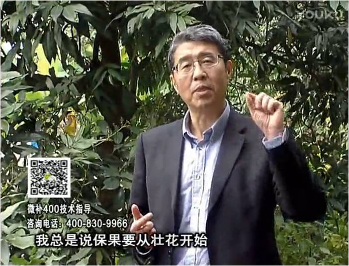 珠江臺(tái)搖錢(qián)樹(shù)：荔枝來(lái)花少更要做好壯花，提高坐果，葉噴微補(bǔ)花力+硼力，補(bǔ)鋅