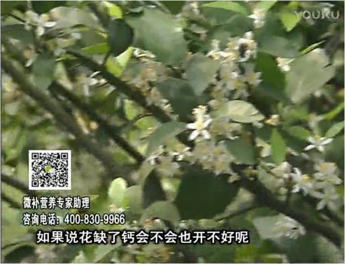 珠江臺(tái)搖錢樹(shù)：柑橘淋微補(bǔ)根力鈣+精力，促根壯春梢，花壯利坐果