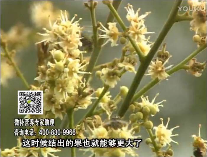珠江臺(tái)搖錢(qián)樹(shù)：龍眼淋沖微補(bǔ)根力鈣+沖力鎂，促根保樹(shù)