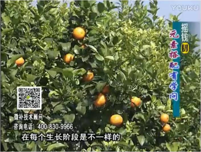 20170306珠江臺(tái)搖錢樹(shù)：柑橘淋沖微補(bǔ)方案，針對(duì)不同需求正確補(bǔ)充元素，平衡營(yíng)養(yǎng)健壯長(zhǎng)
