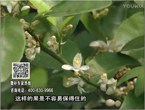 20170313珠江臺(tái)搖錢樹(shù)：柑橘淋沖微補(bǔ)根力鈣+精力，噴微補(bǔ)花力+硼力，來(lái)花健壯，預(yù)防減少弱花畸形花