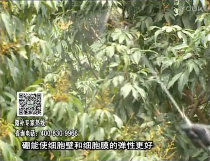 20170313珠江臺(tái)搖錢(qián)樹(shù)：荔枝噴微補(bǔ)果力+硼力，保果好