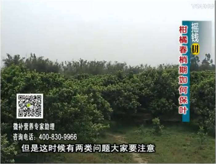 20170327珠江臺(tái)搖錢樹(shù)：柑橘預(yù)防春梢不轉(zhuǎn)綠，撒微補(bǔ)倍力、淋沖力鎂