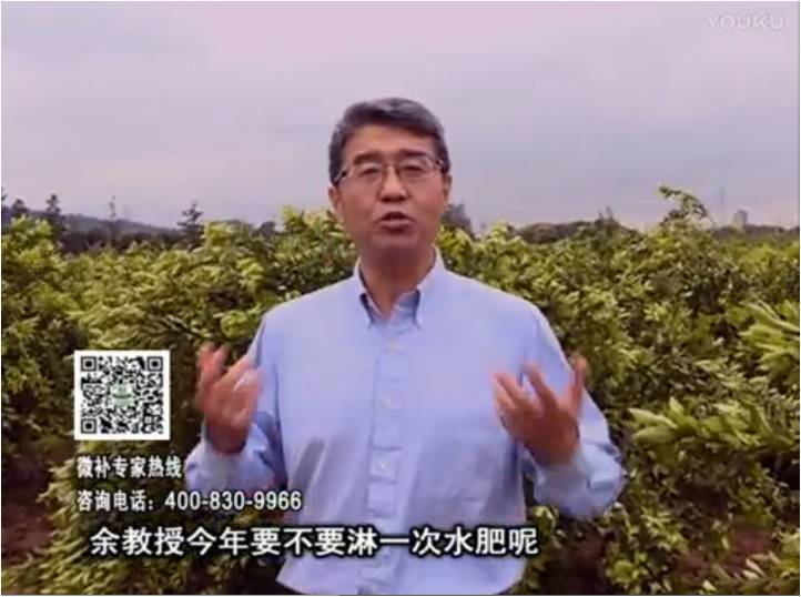 20170424珠江臺(tái)搖錢樹：柑橘樹弱保果難度大，淋沖微補(bǔ)根力鈣+精力+精華粉，保樹保果好
