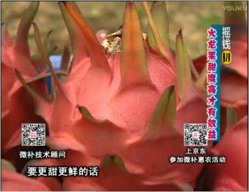 20170417珠江臺(tái)搖錢(qián)樹(shù)：火龍果用微補(bǔ)方案，開(kāi)花坐果好，提高品質(zhì)