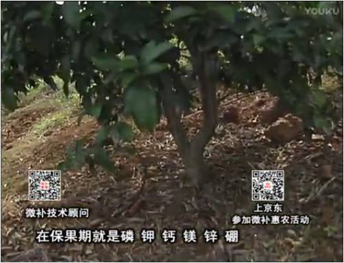 20170417珠江臺(tái)搖錢樹：柑橘噴施微補(bǔ)果力+硼力+精華粉，保果好，果青綠