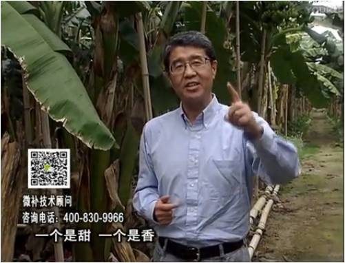 20170327珠江臺(tái)搖錢(qián)樹(shù)：香蕉噴施微補(bǔ)果力+碧力+壯力、撒微補(bǔ)倍力，提高品質(zhì)、同時(shí)減肥提產(chǎn)