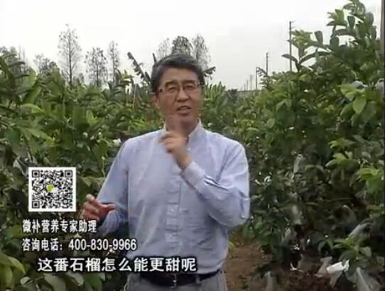 20170327珠江臺(tái)搖錢(qián)樹(shù)：番石榴噴施微補(bǔ)果力+壯力，補(bǔ)充磷鉀鈣鎂等，促進(jìn)果甜品質(zhì)高