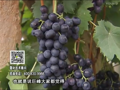 20170501珠江臺搖錢樹：葡萄用微補方案，品質高，賣價好