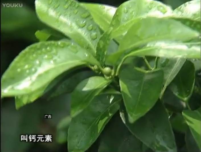 20170508珠江臺(tái)搖錢樹：柑橘澆施微補(bǔ)根力鈣，補(bǔ)鈣，促根健壯長勢