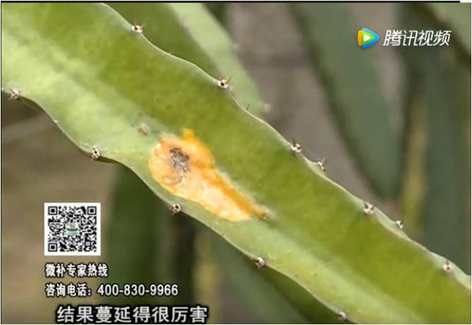20170522珠江臺(tái)搖錢(qián)樹(shù)：火龍果爛葉病多怎么辦？