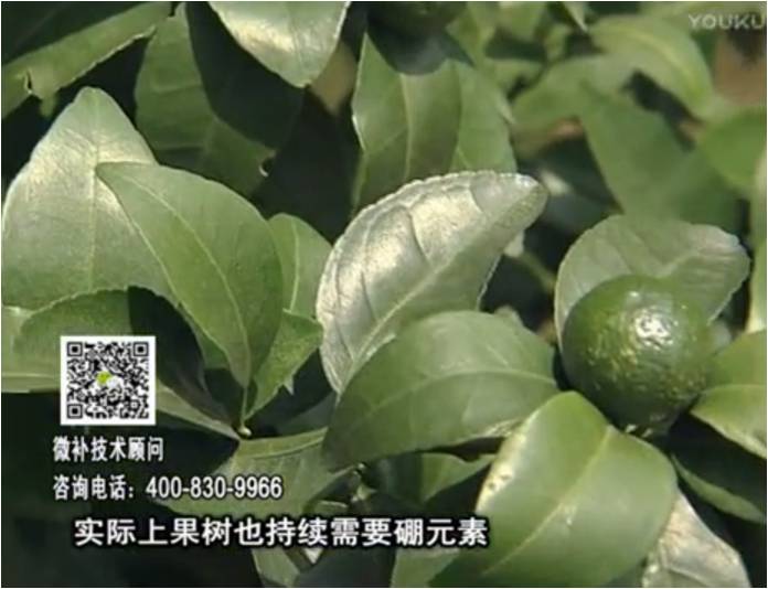 20170529珠江臺(tái)搖錢樹：貢柑蜜柚噴施微補(bǔ)蓋力+硼力，預(yù)防減少缺硼鈣裂果