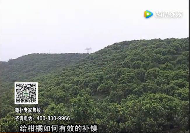 20170522珠江臺(tái)搖錢樹：柑橘落果黃葉是缺鎂？