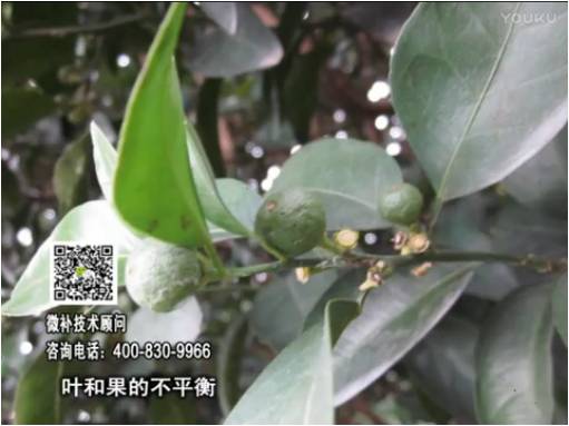 20170501珠江臺(tái)搖錢樹：柑橘噴施微補(bǔ)果力+碧力、淋根力鈣+沖力鎂，穩(wěn)果少落果，促根壯長勢