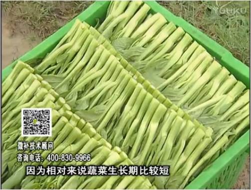 20170306珠江臺(tái)搖錢(qián)樹(shù)：蔬菜澆施微補(bǔ)根力鈣+精力，提高蔬菜長(zhǎng)勢(shì)，減少病害，提高收益