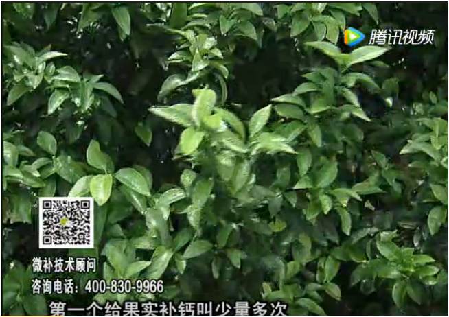 20170605珠江臺(tái)搖錢樹：柑橘果實(shí)補(bǔ)鈣如何做？