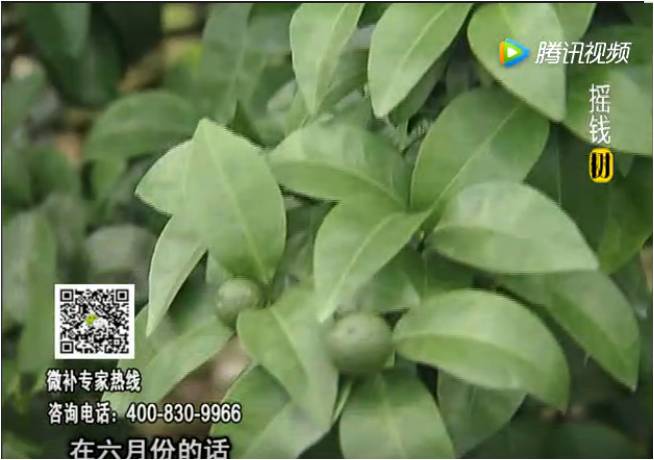珠江臺(tái)搖錢樹：柑橘樹如何調(diào)酸保葉？