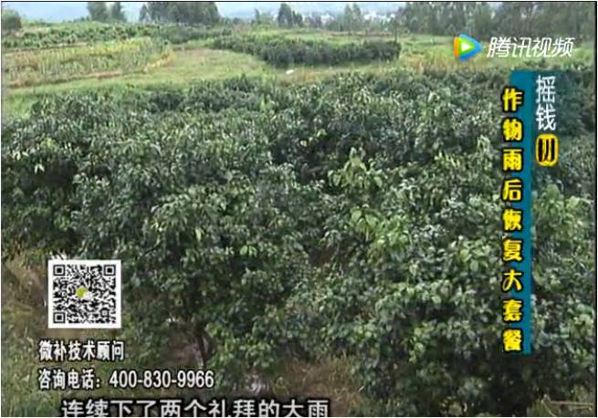 20170626珠江臺(tái)搖錢樹：果樹蔬菜長勢弱落果？