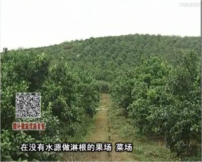 20170703珠江臺(tái)搖錢樹：雨水多樹勢弱，撒施因迪樂調(diào)酸促根壯長勢