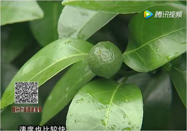 20170710珠江臺(tái)搖錢樹：提高果樹蔬菜長勢
