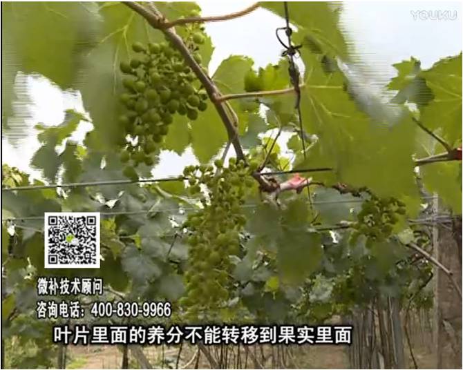 20170717珠江臺(tái)搖錢樹：果實(shí)補(bǔ)鈣充足，噴施螯合鈣+精華液+保葉素，品質(zhì)高、耐存儲(chǔ)