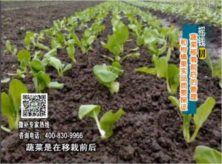 20170814珠江臺搖錢樹：蔬菜澆施微補，調酸促根，健壯長勢