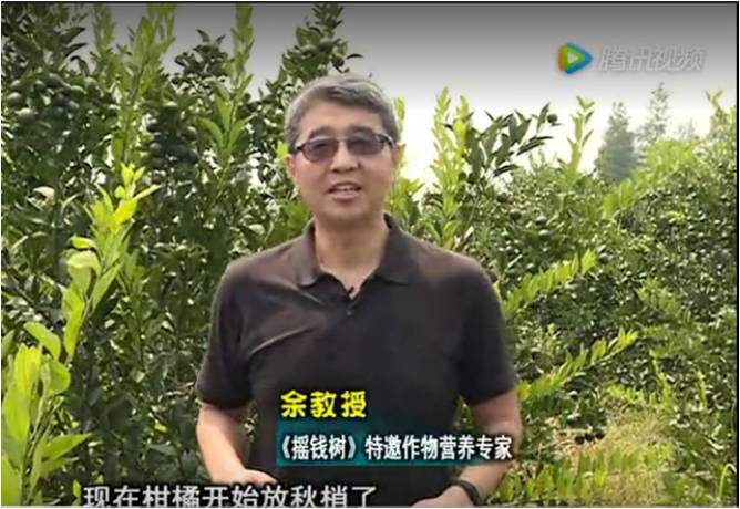 20170821珠江臺(tái)搖錢樹：柑橘如何放秋梢？