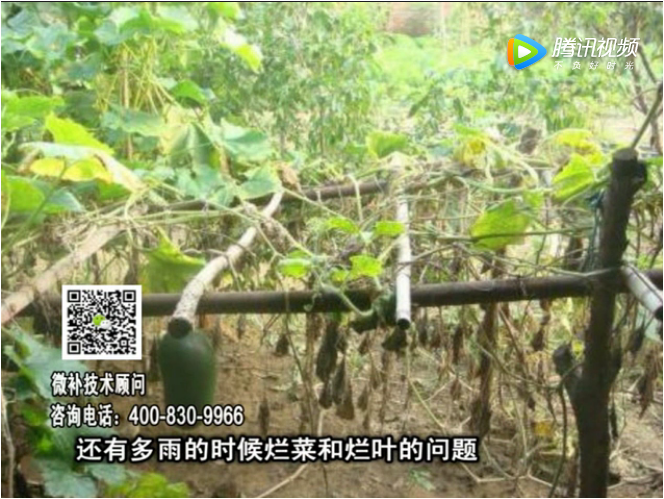 20170911珠江臺搖錢樹：蔥干尖蔬菜爛葉早衰？