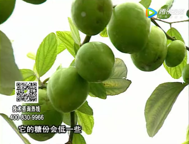 20171204珠江臺搖錢樹：青棗膨果增甜如何做？