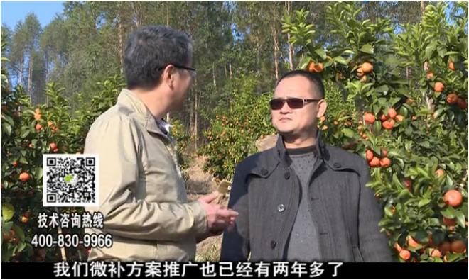 20180122珠江臺(tái)搖錢(qián)樹(shù)：廣西柑橘如何管？產(chǎn)量賣(mài)相好?