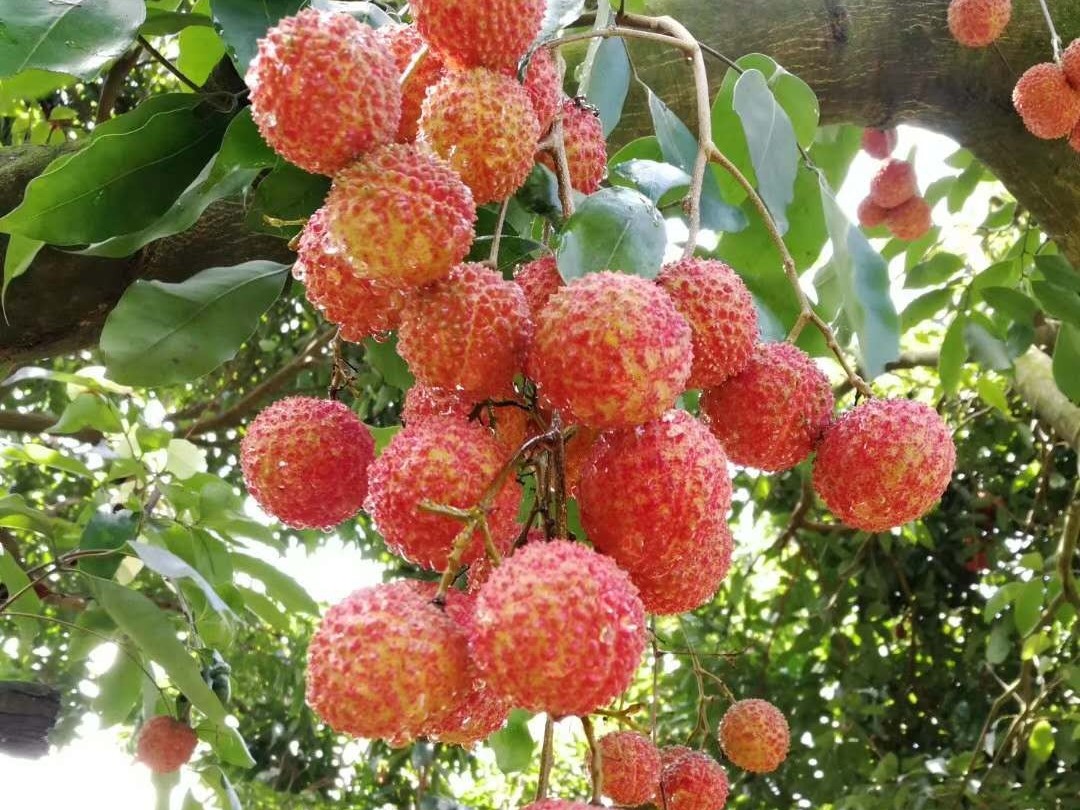 荔枝龍眼營養(yǎng)方案