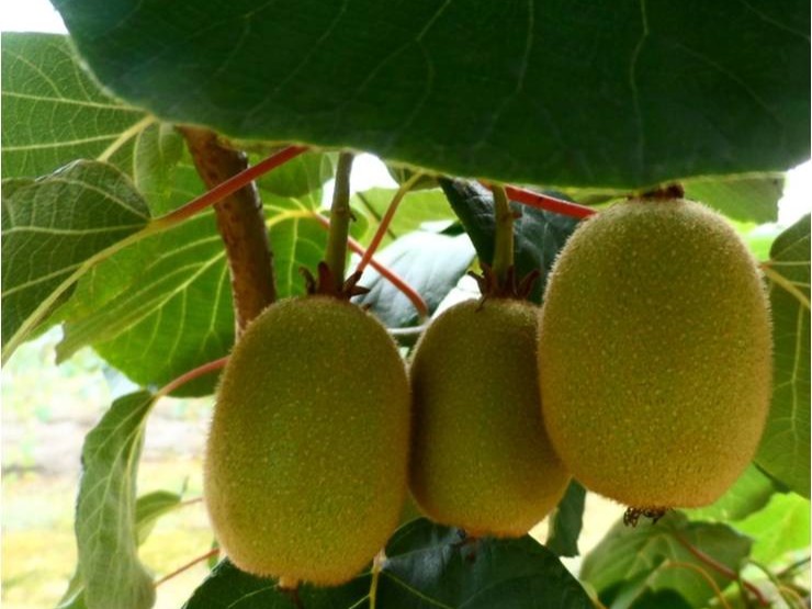 獼猴桃營養(yǎng)方案