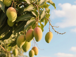 芒果營養(yǎng)方案